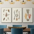 thumbnail image 2 of Knorr Shells & Coral IV - Framed Premium Gallery Wrapped Canvas L Frame 3 Piece Set - Ready to Hang, 2 of 9