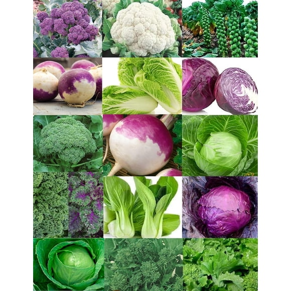 GSDWIUEW 4000+ Seeds-15 Variety All Heirloom Brassicas Seed Collection- Purple Sprouting Broccoli, Broccoli, Bok Choy, Cabbage,Brussels Sprouts,Turnip,Cauliflower,Kale etc