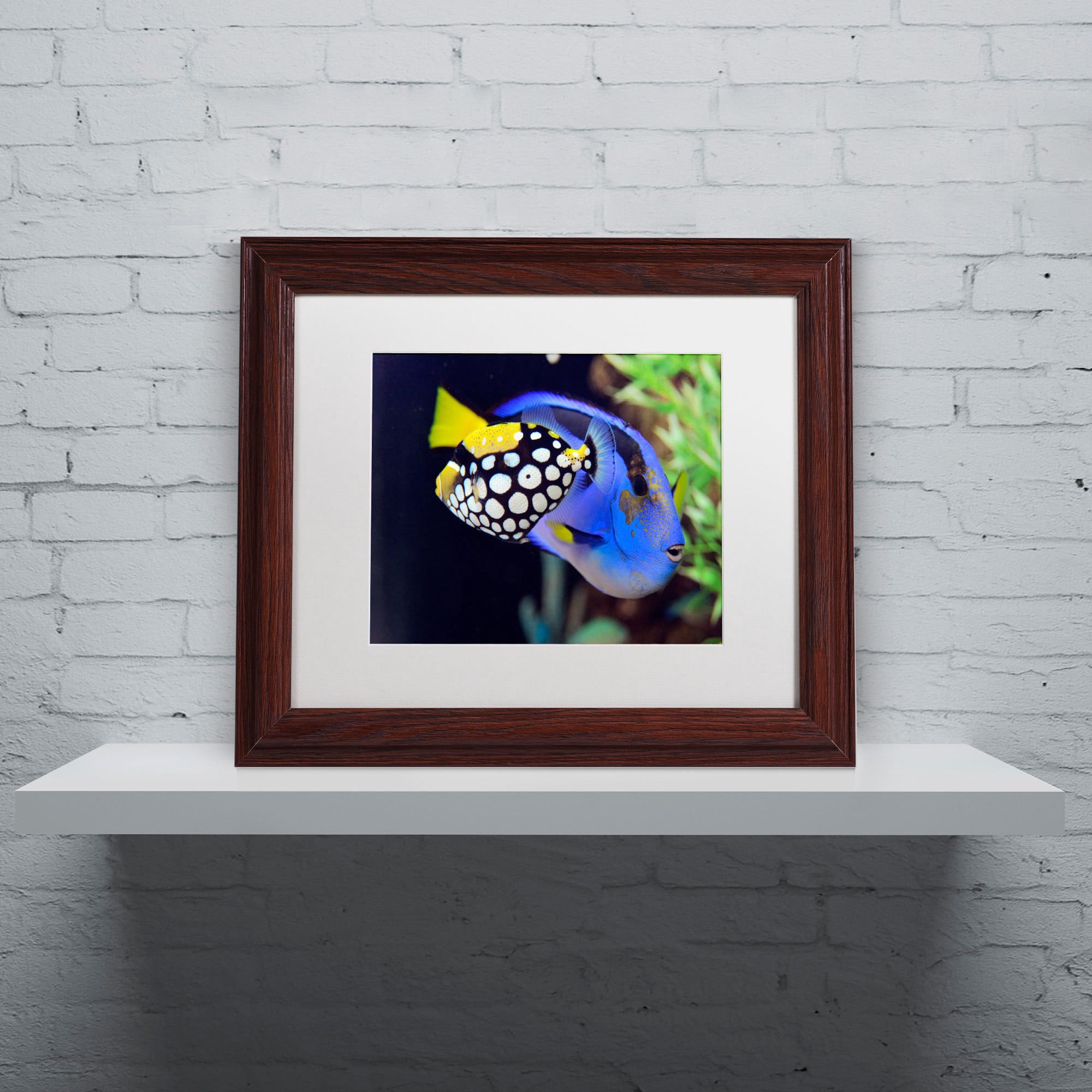 Trademark Fine Art "Colorful Tropical Fish" Canvas Art by Kurt Shaffer, White Matte, Wood Frame