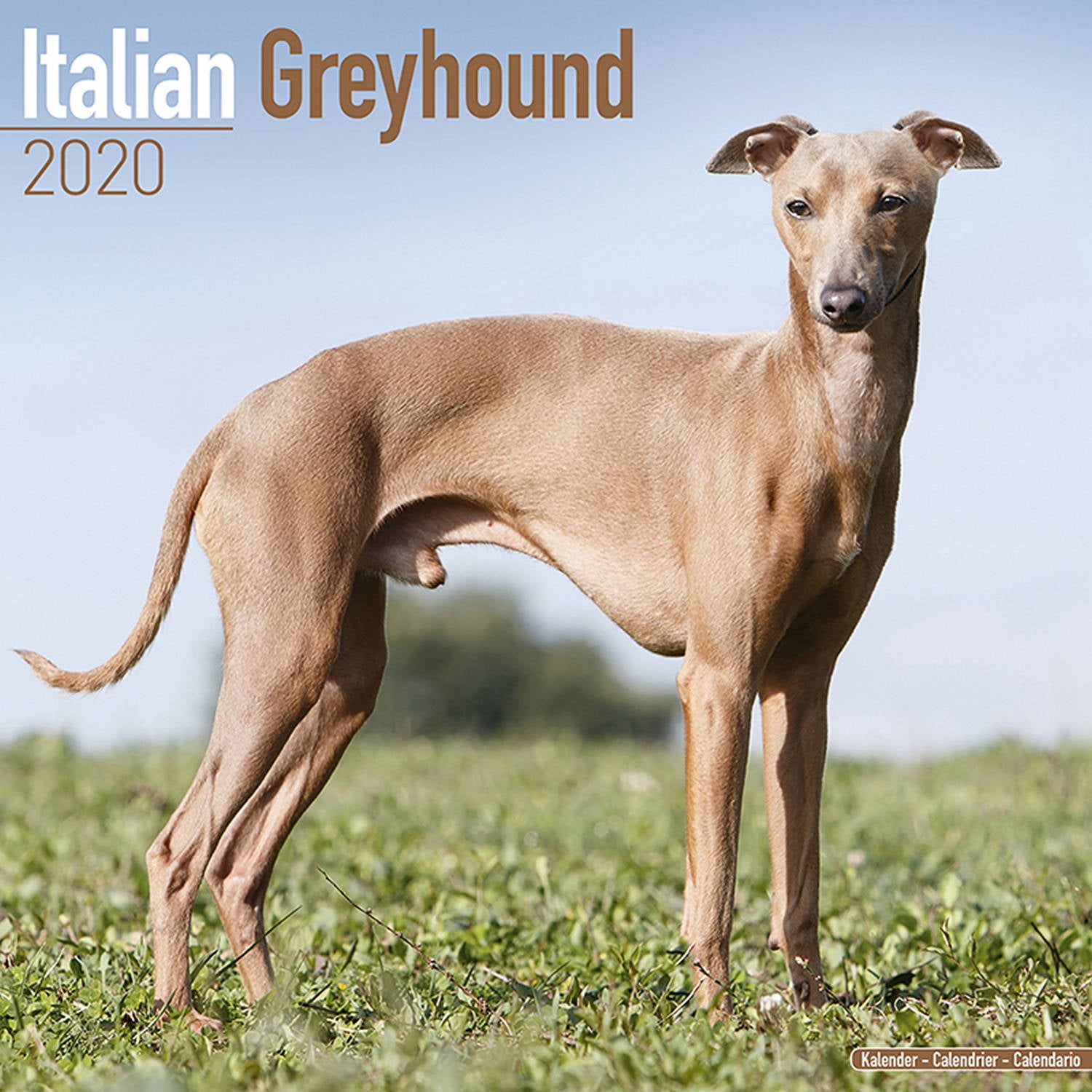 Italian Greyhound Calendar 2020 Italian Greyhound Dog Breed Calendar