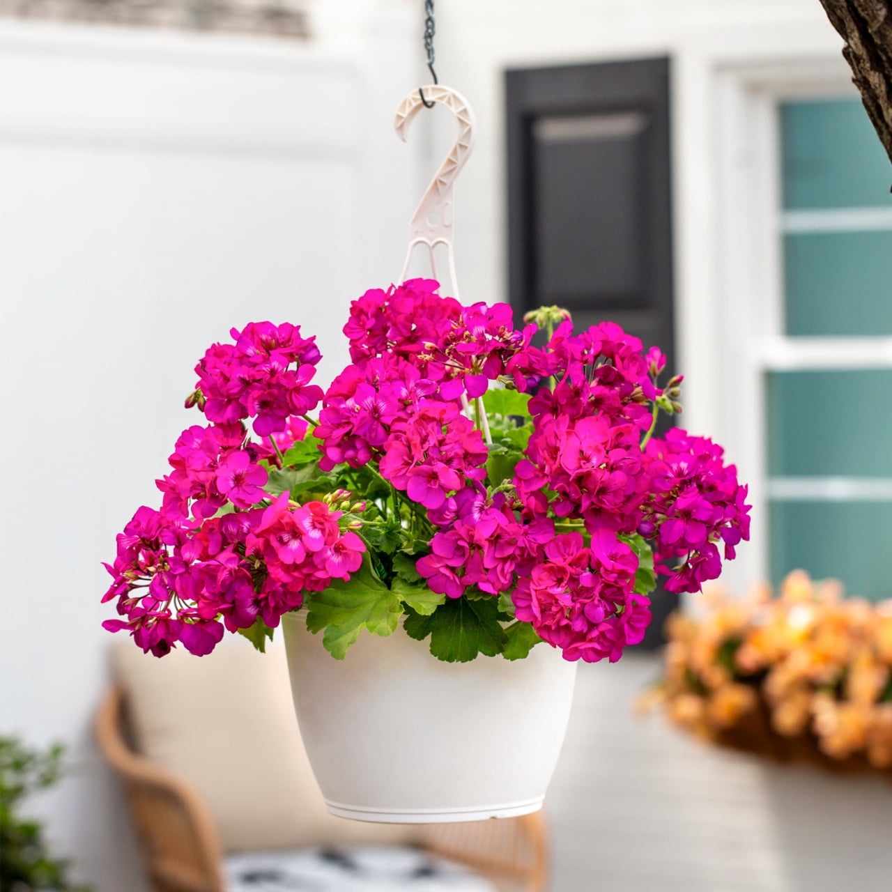Expert Gardener 1PT Purple Geranium Live Annual Plant Sun 6-Pack