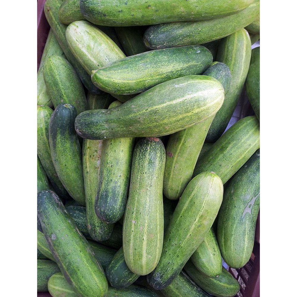 Green Cucumber Basket Pile Stack Cucumber12 Inch BY 18 Inch Laminated Poster With Bright Colors