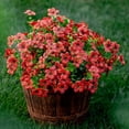 thumbnail image 2 of GRNSHTS Artificial Flowers for Outdoors Fake Plants - 8 Bundles Faux Outside Greenery Boxwood No Fade Plastic Shrubs Fall Decor Farmhouse Home Garden Christmas, 2 of 18