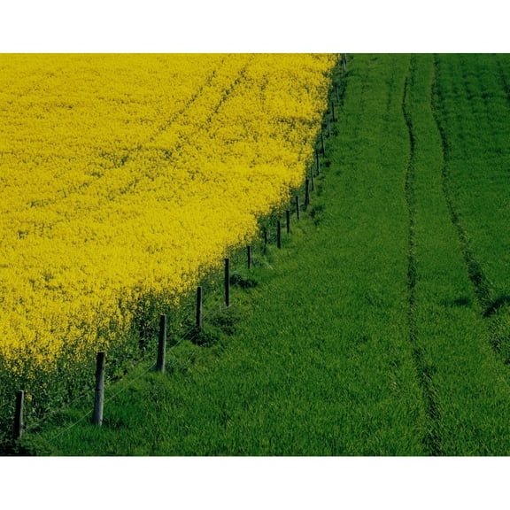 Posterazzi DPI1803059 Rapeseed Growing in a Field Ireland Poster Print by The Irish Image Collection, 17 x 13