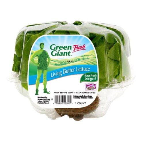 Green Giant Fresh Living Butter Lettuce, 1 Count