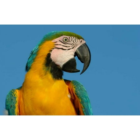 Blue and Yellow Macaw portrait native to Amazon rainforest South America Poster Print by Pete Oxford (12 x