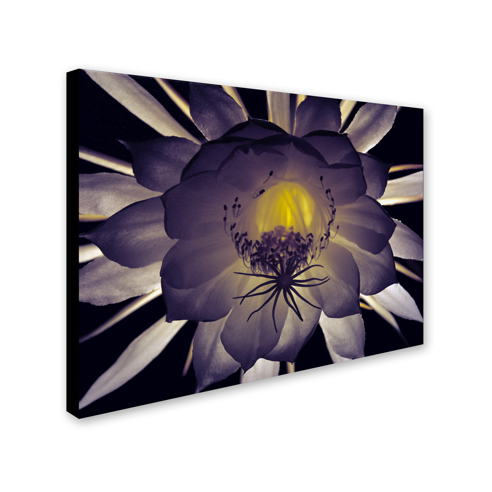 Trademark Art "Floral Contrast" Canvas Art by Kurt Shaffer