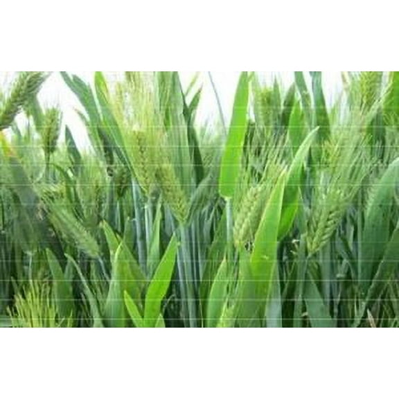 Atlantic Barley Seed (Certified) - 10 Lbs.