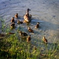 thumbnail image 2 of Hausenflock, Alan 20x20 White Modern Wood Framed Museum Art Print Titled - Mother Duck And Family II, 2 of 4