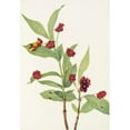 thumbnail image 3 of Mary Vaux Walcott 11x14 Black Modern Framed Museum Art Print Titled - Bearberry Honeysuckle. (Lonicera Involucrata) (1925), 3 of 5