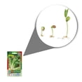 thumbnail image 2 of Semillas Lechuga Orejona Vita, 2 of 5