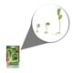 thumbnail image 2 of Semillas Lechuga Orejona Vita, 2 of 5
