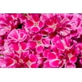 thumbnail image 6 of 500 Pink FAREWELL TO SPRING Clarkia Elegans Godetia Flower Seeds, 6 of 9