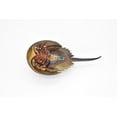 thumbnail image 6 of Horseshoe Crab Toy, Arthropods, Ocean, Museum Quality Rubber Figure, Model, Educational, Animal, Hand Painted, Figurines 6. 5" CH102 BB88, 6 of 7