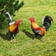 thumbnail image 4 of 2 estacas para gallinas de césped, letrero de jardín, simulación de gallinas, arte de gallineros, estaca pequeña para pollitos., 4 of 6
