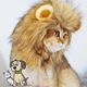 thumbnail image 4 of Disfraces de Halloween - Gatitos y gatitos - Halloween, Cumpleaños de gato, Cosplay de gato, Disfraces de gato, Ropa para mascotas MFZFUKR CPB-DE-LYY1856-3, 4 of 5