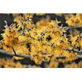 thumbnail image 5 of 25 American WITCH HAZEL Hamamelis Virginiana Alder Shrub Tree Yellow Flower Seeds, 5 of 9