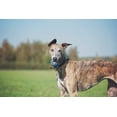 thumbnail image 4 of Pelota para Perros Chuckit! Ultra Squeaker, 4 of 20