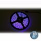 thumbnail image 5 of tira de purpd ultravioleta, 5 of 5