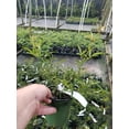 thumbnail image 3 of Lady Banks Yellow Rose - Live Plant ( 1 QT ) - Full Sun - Climbing / Rambling Rose, 3 of 5