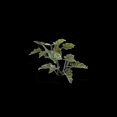 thumbnail image 2 of Gamers Grass	Laser Plants - Lords-and-Ladies New, 2 of 2