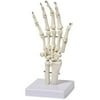 Walter Products Hand Bone Model