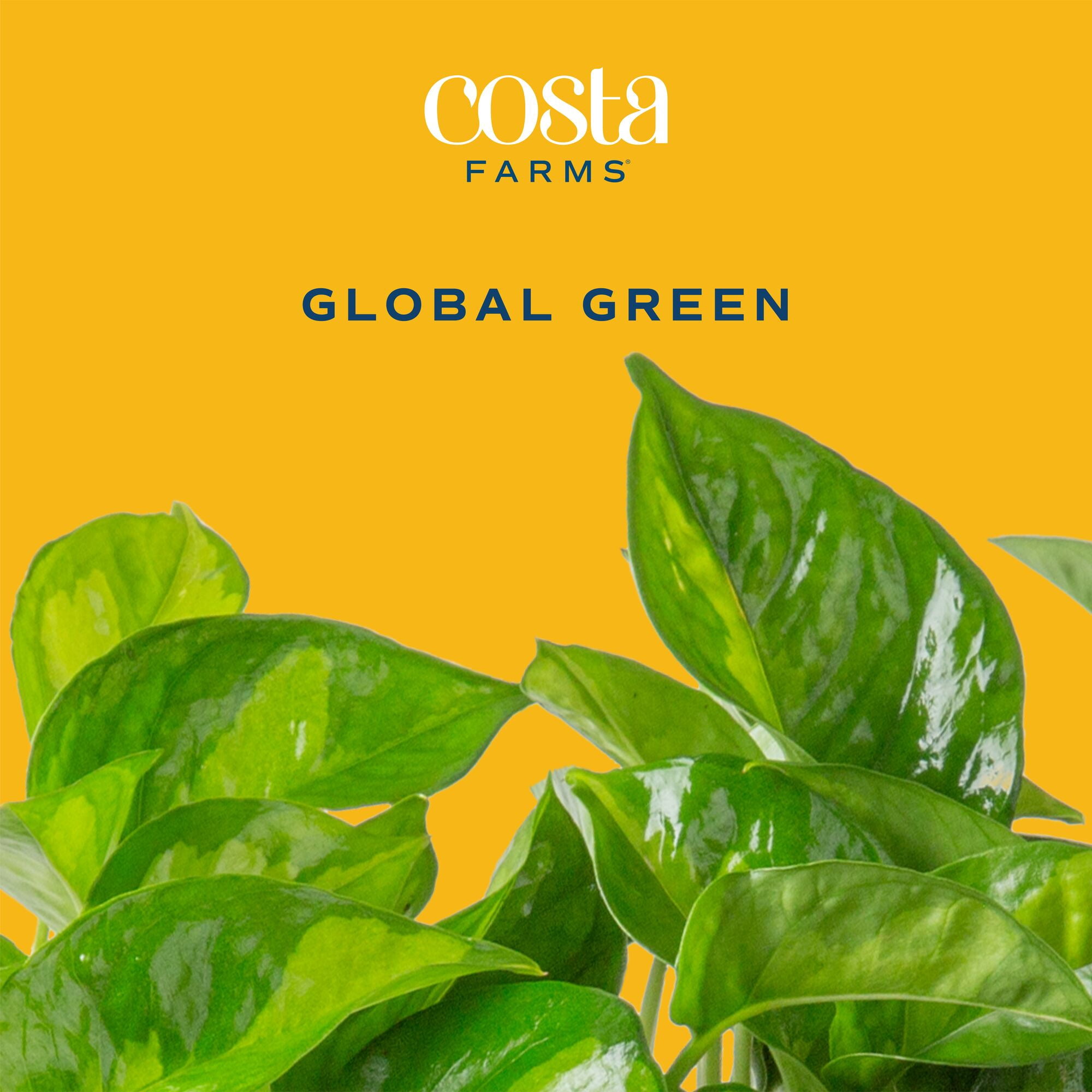 Costa Farms 12" Global Green Pothos Live House Plants in 5" Self-Watering Planter