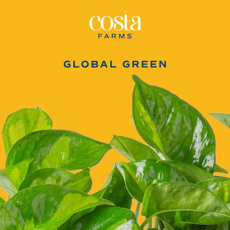 a schefflera plant Schefflera Amate, Umbrella Tree – Plant Material main image 1