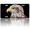 Eagles Head, variant on 1 Pcs 2D Flat License Plate Covers & Frames, Flag of Texas For Decorative Front, Waterproof For Decoration Aluminum License Plate Covers & Frames Cover For Men Women, 12" X 6"