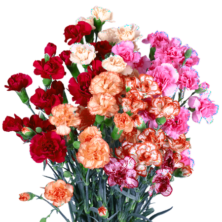 100 Stems of Novelty Color Spray Carnations- Beautiful Fresh Cut Flowers- Express Delivery 100 Stems of Novelty Color Spray Carnations- Beautiful Fresh Cut Flowers- Express Delivery
