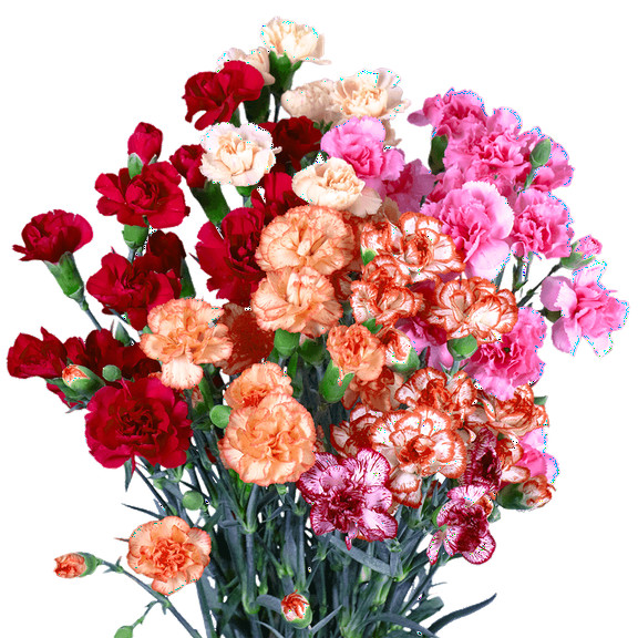 100 Stems of Novelty Color Spray Carnations- Beautiful Fresh Cut Flowers- Express Delivery