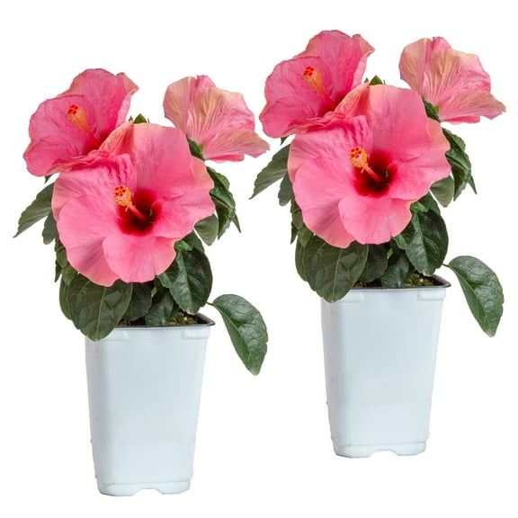 Island Blooms Hibiscus 20" Live Outdoor Plant in 1 Qt. Grower Pot (2 Count)