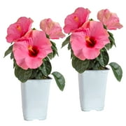 Island Blooms by Costa Farms 20" Tall Hibiscus, Direct Sunlight, Live Flowering Outdoor Plant, 2-Pk