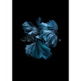 thumbnail image 3 of Incado 11x14 Black Modern Framed Museum Art Print Titled - Blue Betta, 3 of 5
