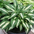 thumbnail image 2 of Cherry Berry Hosta Flower Root - Grows Great in Shade - Grows Well In Containers - Perennializing - Easy to Grow Live Plants - Outdoor Garden, 2 of 5