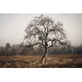 thumbnail image 2 of Vitaly Geyman 18x13 Gallery Wrapped Canvas Wall Art Titled - Frosty Tree, 2 of 4