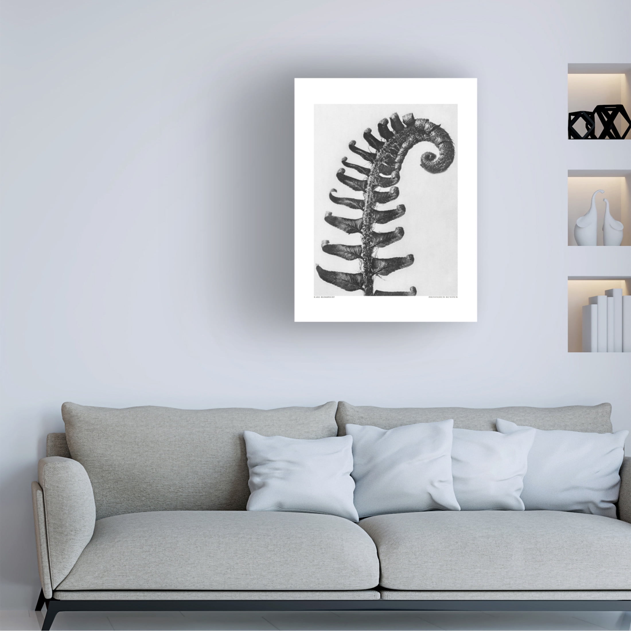 Trademark Fine Art Pictufy Polystichum Munitum Canvas Wall Art