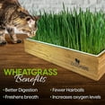 thumbnail image 5 of ZestiGreens Self-Watering Cat Grass Kit – Easiest Way to Grow Fresh Cat Grass, 5 of 6