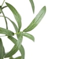 thumbnail image 2 of A&B Home 42" Artificial Olive Tree with Cement Pot, 2 of 6