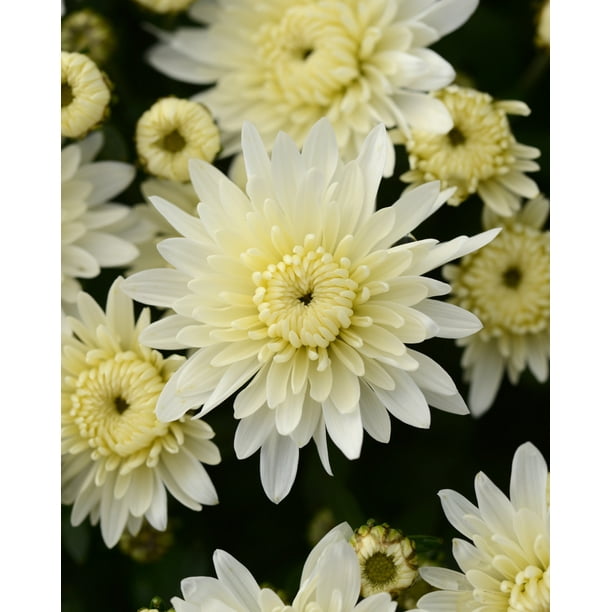 1.5G DAISY MUM