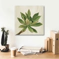 thumbnail image 6 of Epic Graffiti 'Front Yard Succulent I' by Silvia Vassileva, Canvas Wall Art, 18"x18", 6 of 8