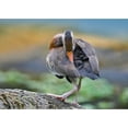 thumbnail image 3 of Fitzharris, Tim 18x14 Black Modern Framed Museum Art Print Titled - Black-bellied Whistling Duck Preening, 3 of 5