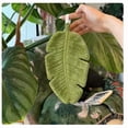 thumbnail image 5 of Cute Leaf Shaped Hanging Hand Towel, Absorbent Soft Plush Fingertip Towel with Hanging Loop, Decorative Plant Hand Towel, for Kitchen, Bathroom and Living Room, 5 of 6