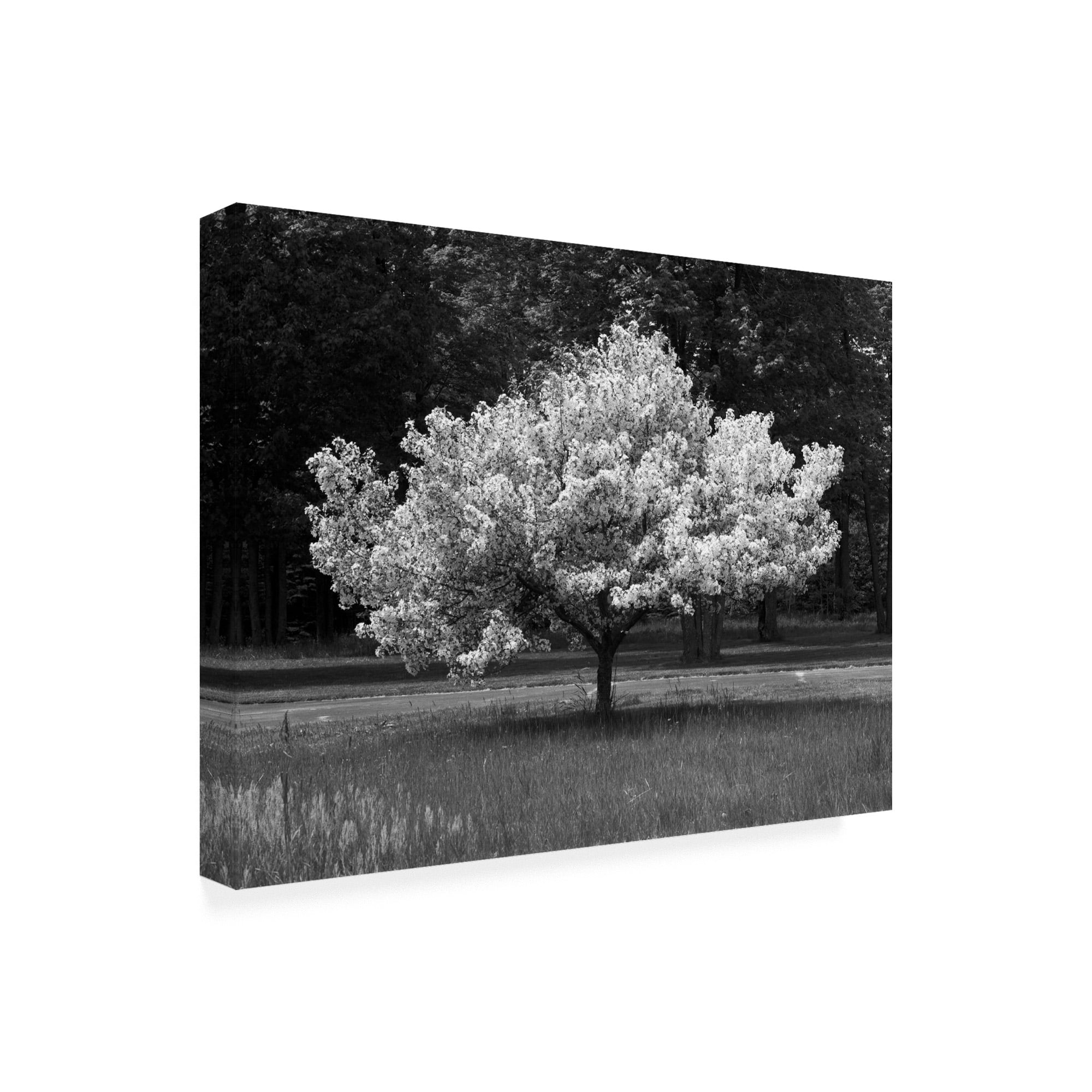 Trademark Fine Art 'Cherry Blossom Michigan' Canvas Art by Monte Nagler