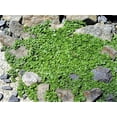 thumbnail image 4 of 1g 27,500 BULK CORSICAN MINT Mentha Requienii Fragrant Hern Ground Cover Flower 1 Gram Seeds, 4 of 10