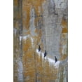 thumbnail image 2 of Paulson, Don 23x32 Black Ornate Wood Framed with Double Matting Museum Art Print Titled - Canada, BC Double-crested cormorants, 2 of 4
