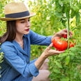 thumbnail image 5 of Gancho para tomate de 200 Uds., ganchos de plástico para racimo de uvas, pinza para tomate y fresa, herramientas para evitar caídas de frutas JAMW Sencillez, 5 of 5