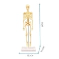 thumbnail image 2 of Human Torso Body Model Anatomy Anatomical Medical Internal Organs for Teaching Detachable Educational Medical Science Model New, 2 of 6