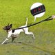 thumbnail image 3 of Correa multifuncional para perros, ajustable y duradera, de nailon reflectante, 3 of 5