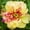 C, variant on Peony, Low Maintenance - Easy Grow - Ideal for Beds Borders, Plant Pots & Planters